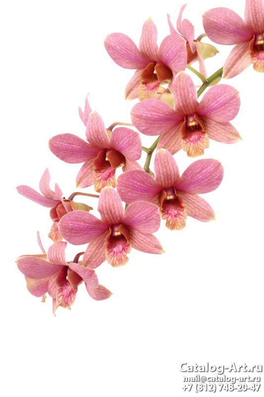Pink orchids 100